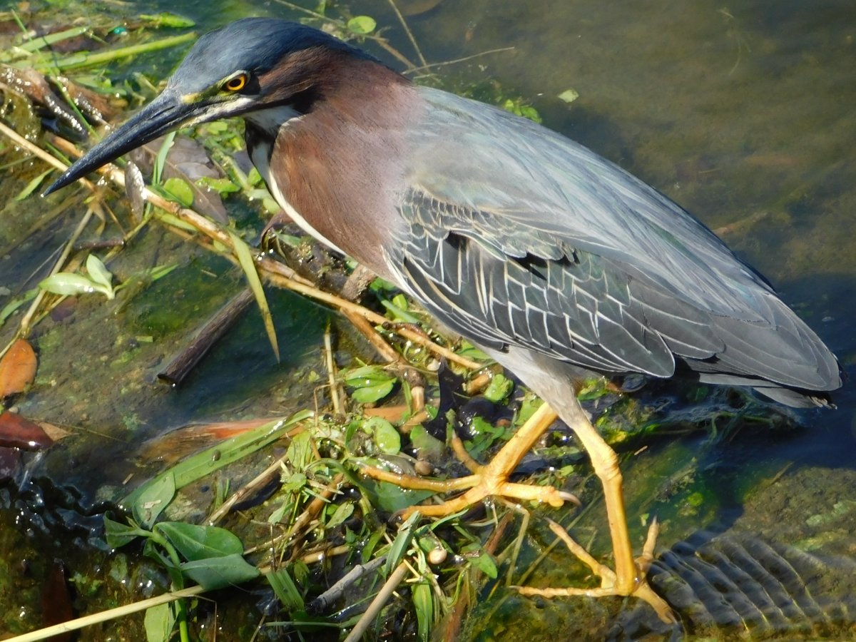 Yellow Crowned Night Heron