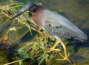 Green Heron