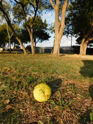 horse apples on ground