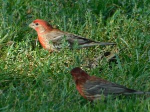 House Finch