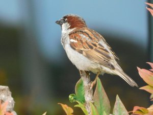 House Sparrow