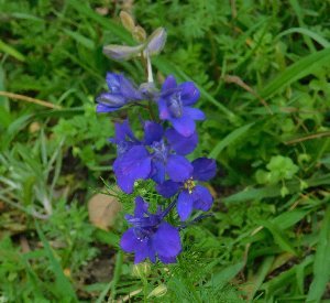 Larkspur