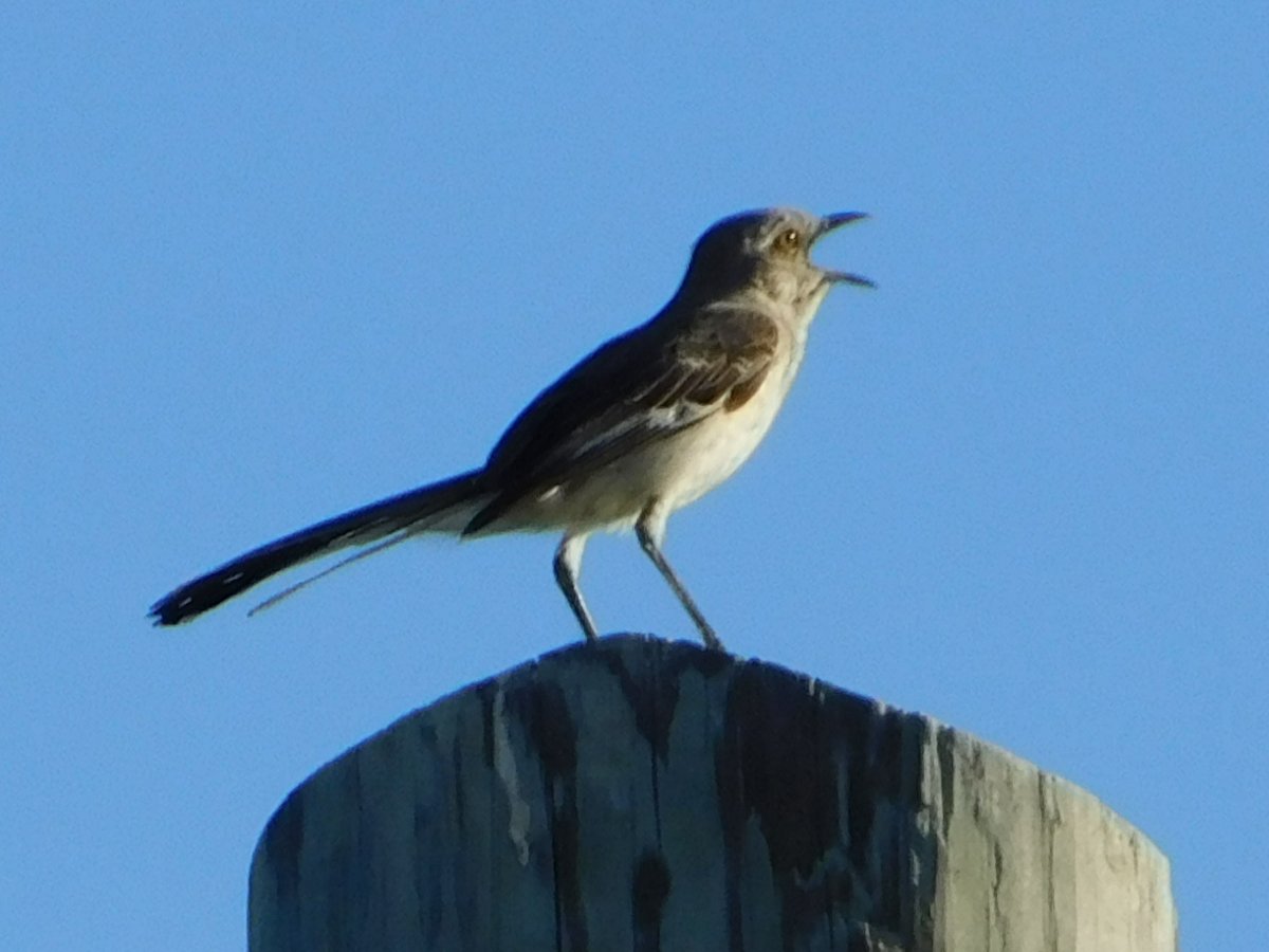 Northern Mockingbird