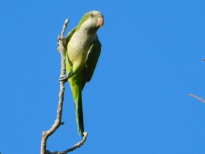 Monk Parakeet