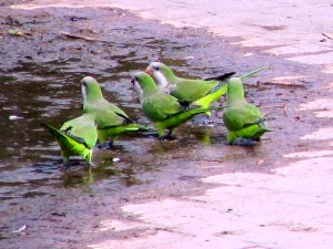 Monk Parakeets