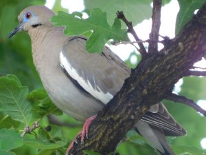 Mourning Dove