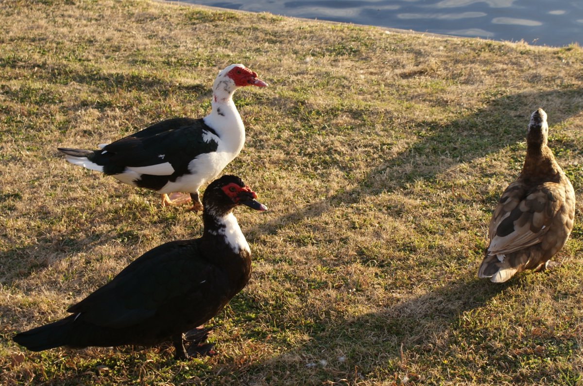 Muscovy Ducks