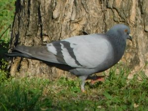 Pigeon