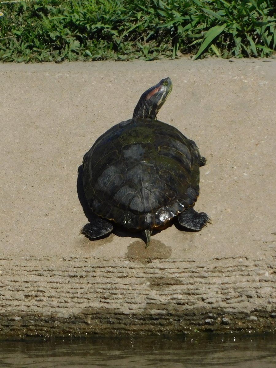 Red Eared Slider