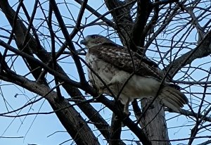 Red-shouldered Hawk