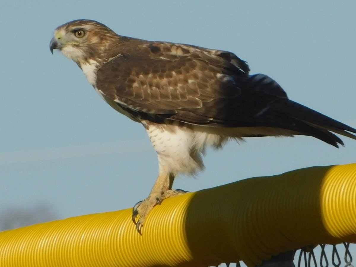 Redtail Hawk