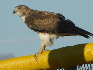 Redtail Hawk
