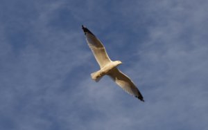 Ring-Billed Gull