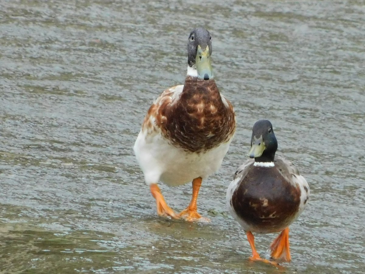Silver Appleyard Duck