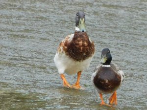 Silver Appleyard Ducks