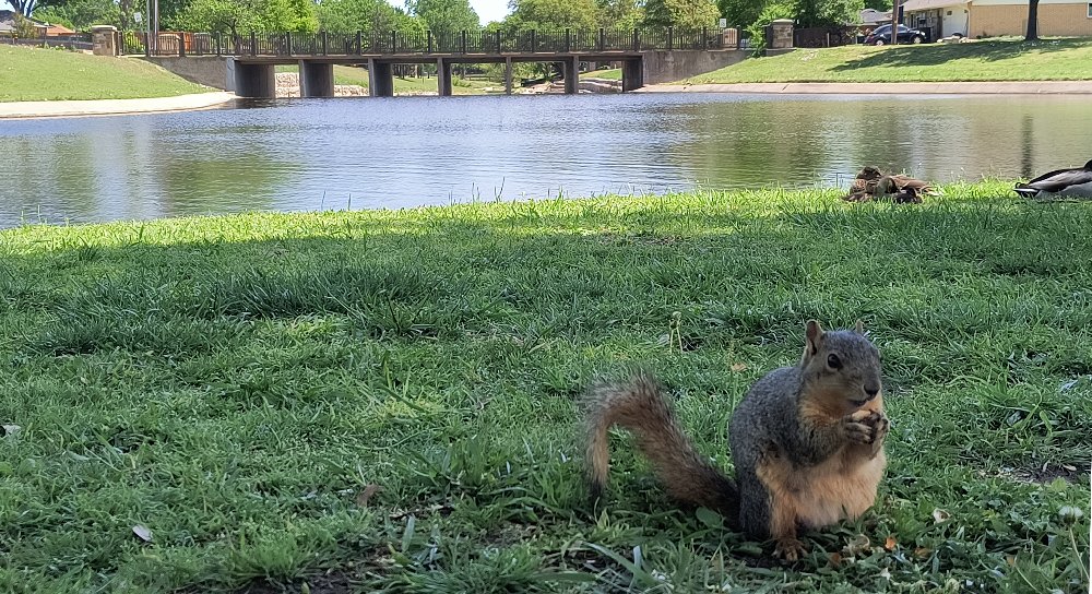 A squirrel munches a peanut while ducks rest nearby
