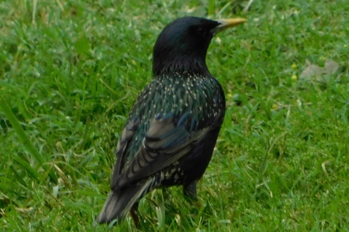 Common Starling