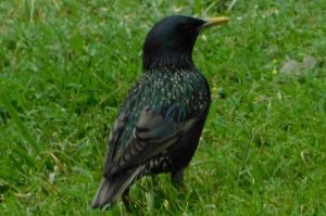 Common Starling
