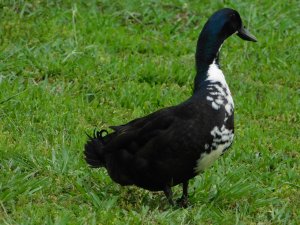 Swedish Blue Duck