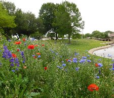 Wildflowers in Huffhines Park