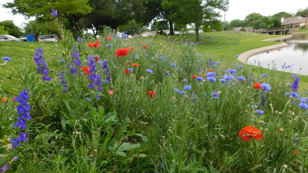 Wildflowers at Huffhines Park