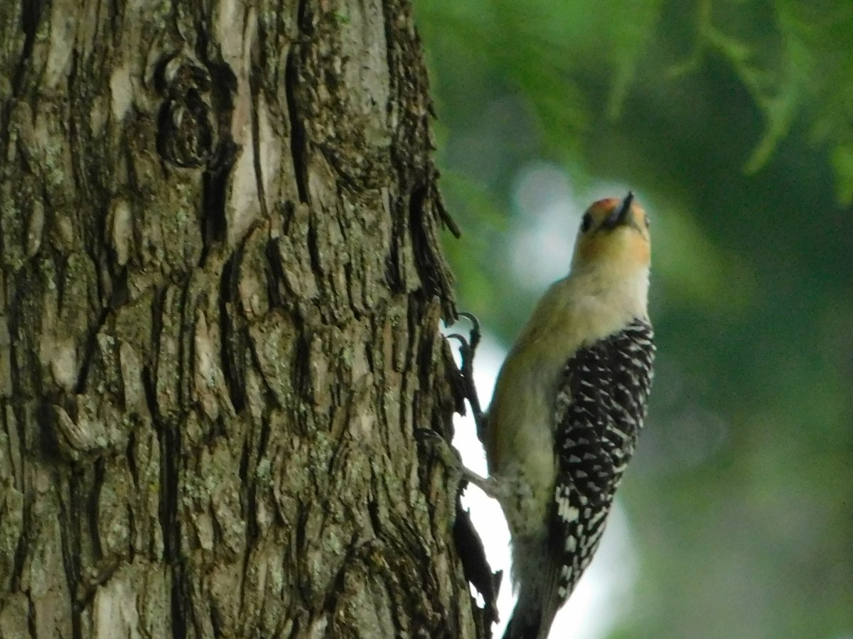 Woodpecker