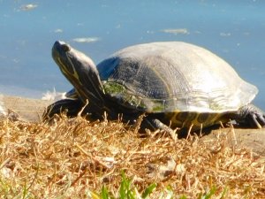 Yellow Bellied Slider