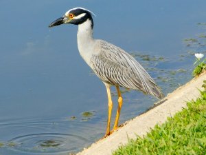 Yellow Crowned Night Heron