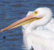 Pelicans