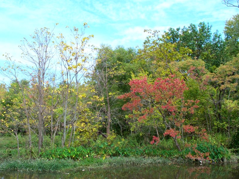 fall computer wallpaper. fall foliage computer