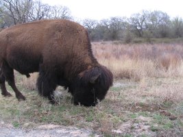 bison grazing