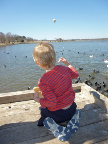 Boy feeding bread to ducks