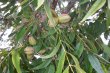 Pecan Trees