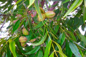 pecan tree leaves and nuts