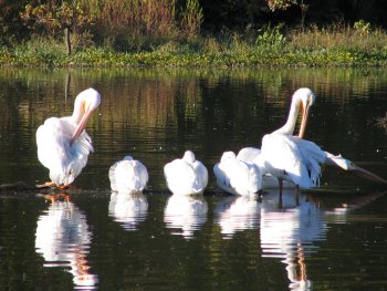 pelicans at Dixon branch