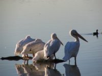Peaceful Pelicans