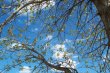 Sky Cotton and Bare Branches