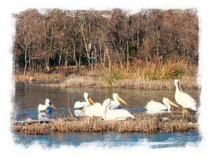 Pelicans