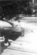 Steven Butler feeding the ducks near the Big Thicket, circa 1954