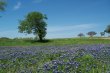 Veterans Point Bluebonnets