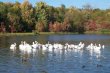 Dixon Branch Pelicans