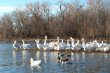 Winter Pelicans