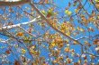 Golden Leaves, Blue Sky