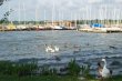 Ducks, Geese, and Boats