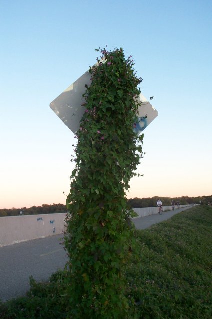 Sign Vine